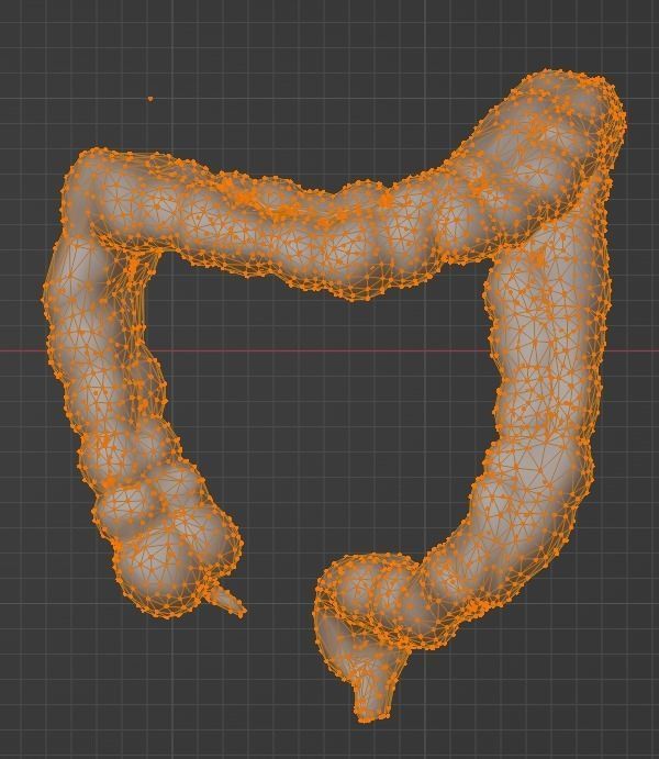 3d model of cardiovascular system thorax and abdomen 3D print model_30