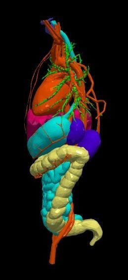 3d model of cardiovascular system thorax and abdomen 3D print model_2