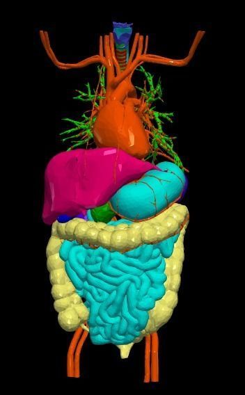 3d model of cardiovascular system thorax and abdomen 3D print model_12