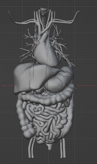 3d model of cardiovascular system thorax and abdomen 3D print model_22