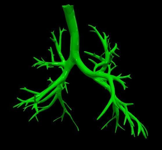 3d model of cardiovascular system thorax and abdomen 3D print model_5