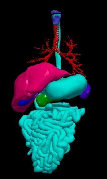 3d model of cardiovascular system thorax and abdomen 3D print model_8