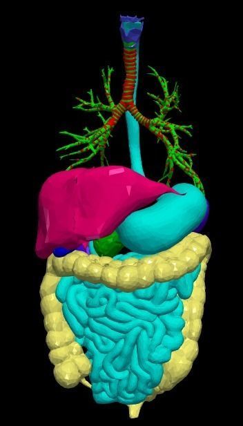 3d model of cardiovascular system thorax and abdomen 3D print model_11