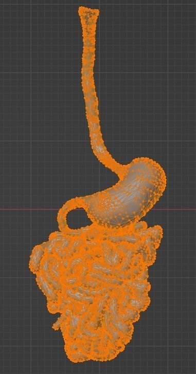 3d model of cardiovascular system thorax and abdomen 3D print model_39