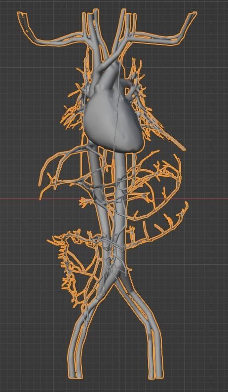 3d model of cardiovascular system thorax and abdomen 3D print model_43