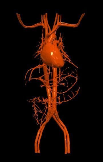 3d model of cardiovascular system thorax and abdomen 3D print model_14