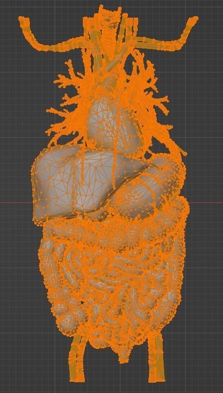 3d model of cardiovascular system thorax and abdomen 3D print model_33