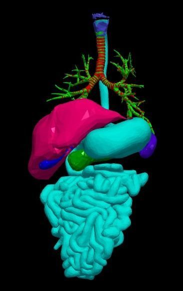 3d model of cardiovascular system thorax and abdomen 3D print model_9