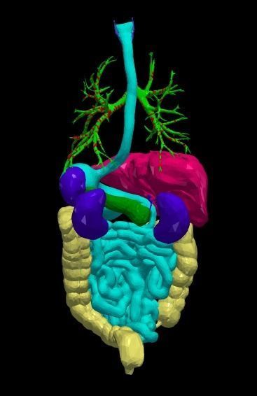 3d model of cardiovascular system thorax and abdomen 3D print model_13