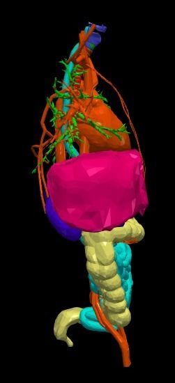 3d model of cardiovascular system thorax and abdomen 3D print model_4
