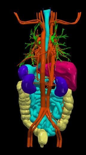 3d model of cardiovascular system thorax and abdomen 3D print model_3