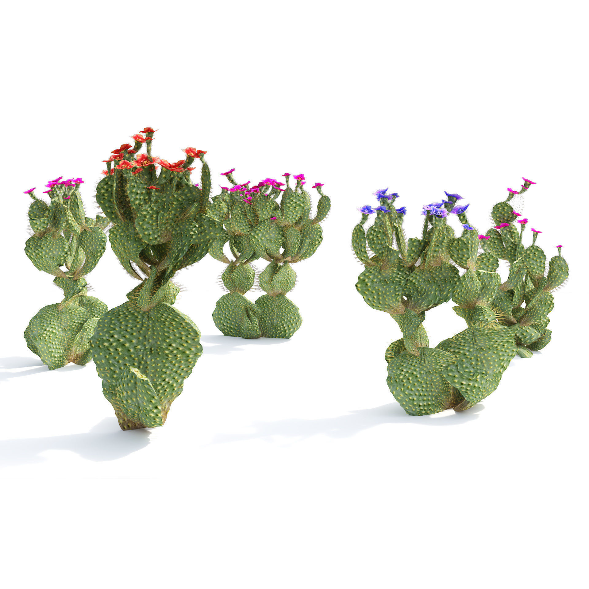 Flowering Beavertail pricklypear cactus Low-poly 3D model_3