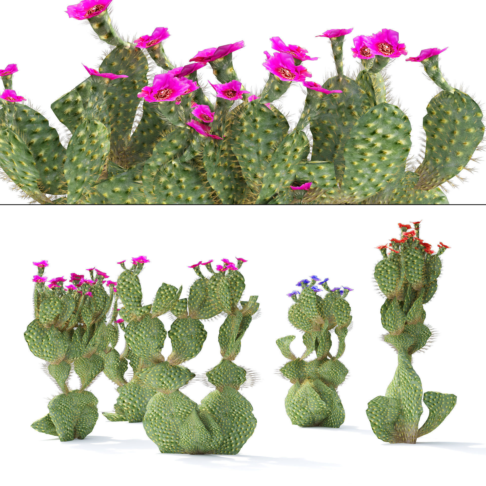 Flowering Beavertail pricklypear cactus Low-poly 3D model_1