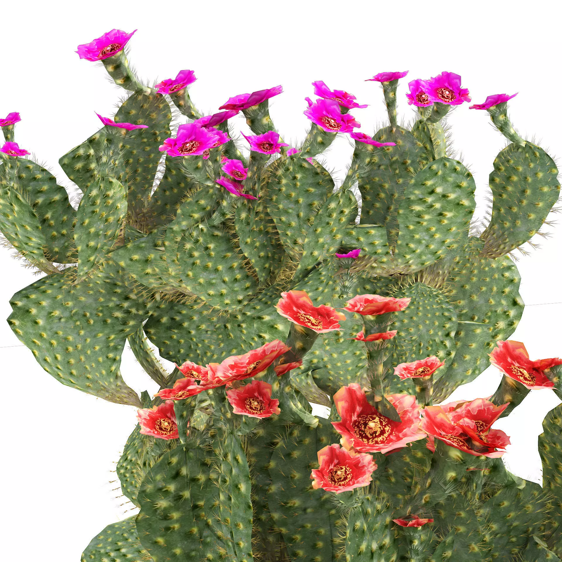 Flowering Beavertail pricklypear cactus Low-poly 3D model_0