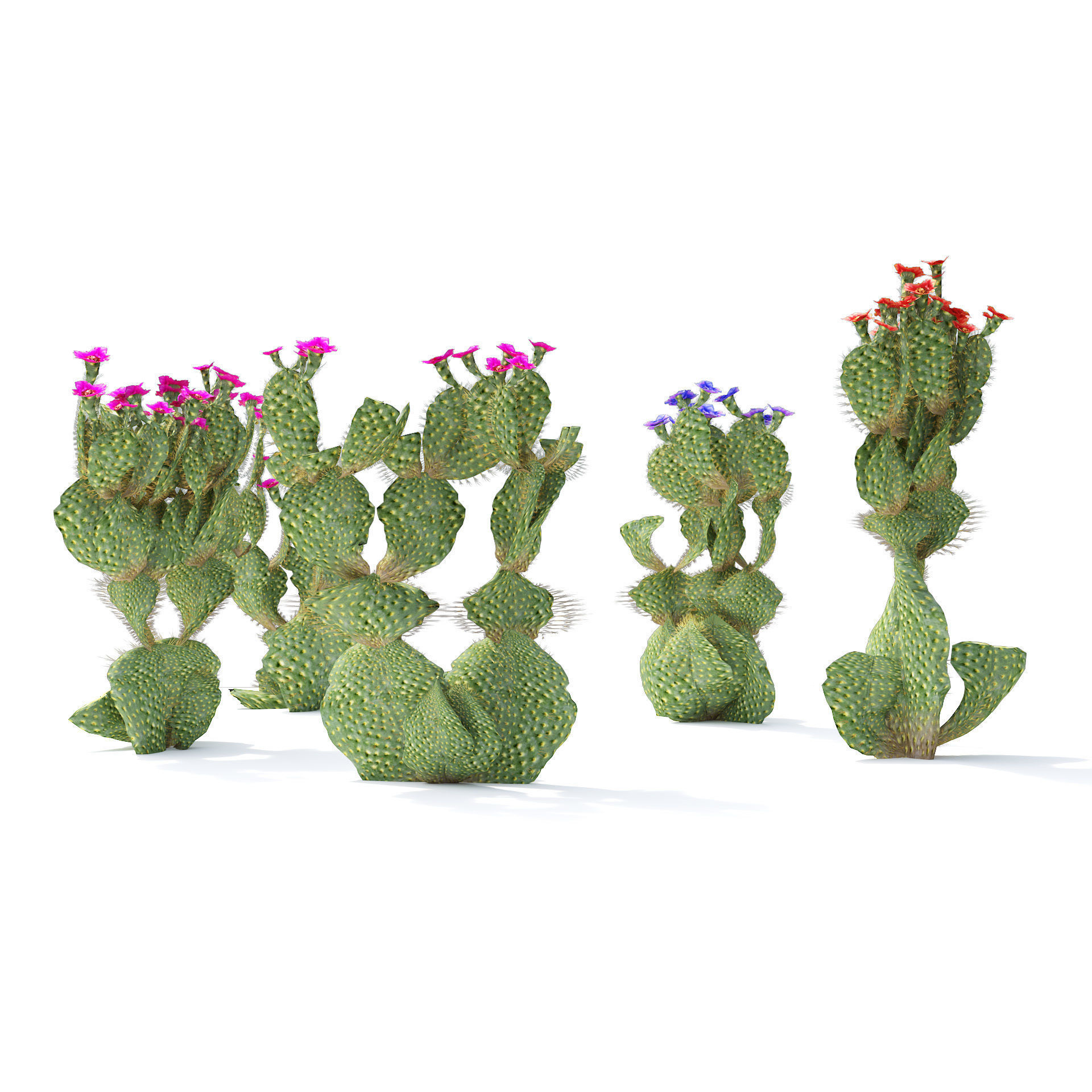 Flowering Beavertail pricklypear cactus Low-poly 3D model_2
