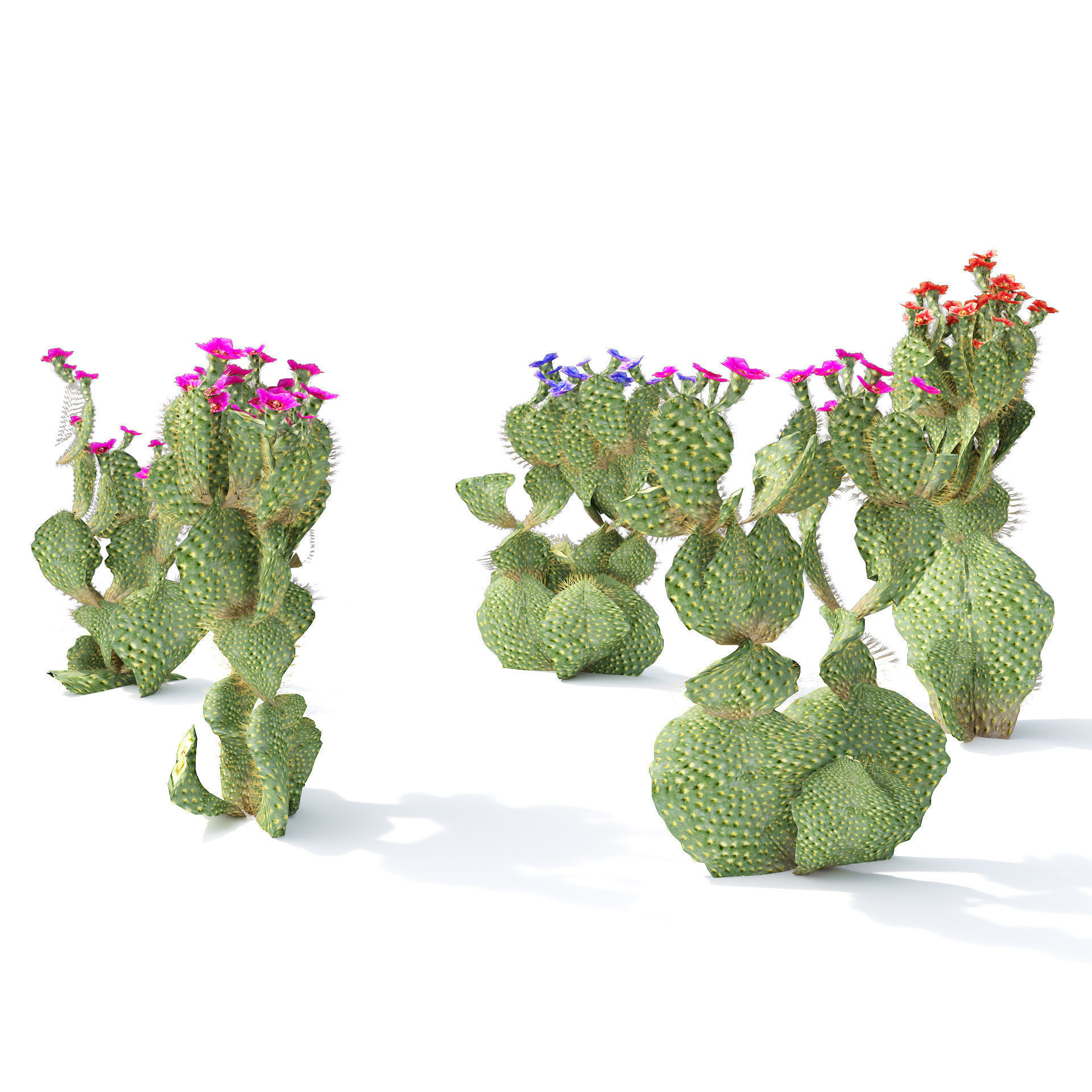 Flowering Beavertail pricklypear cactus Low-poly 3D model_4