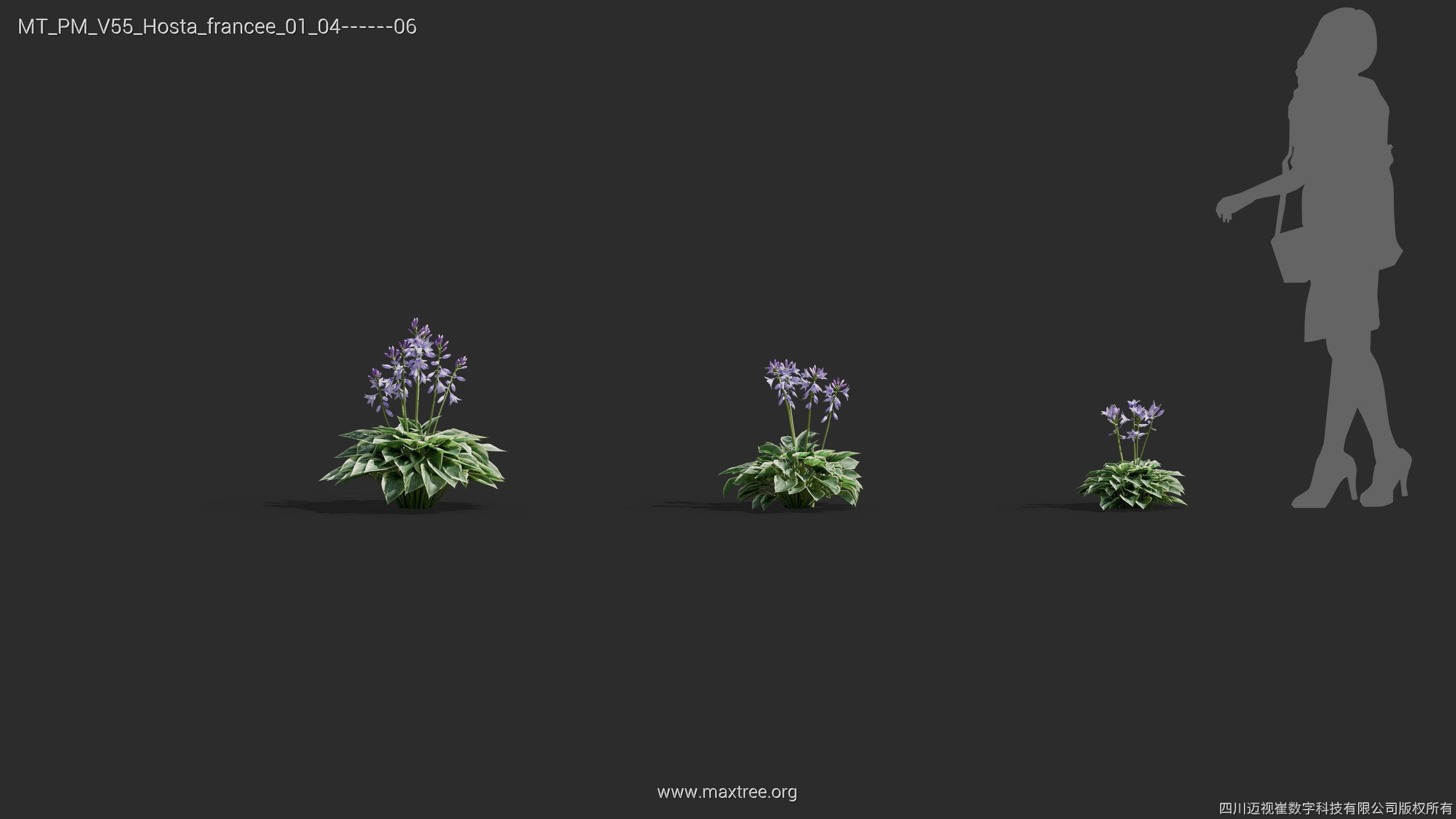 Maxtree Plant Models Vol 55 - Mesh 3D model_22