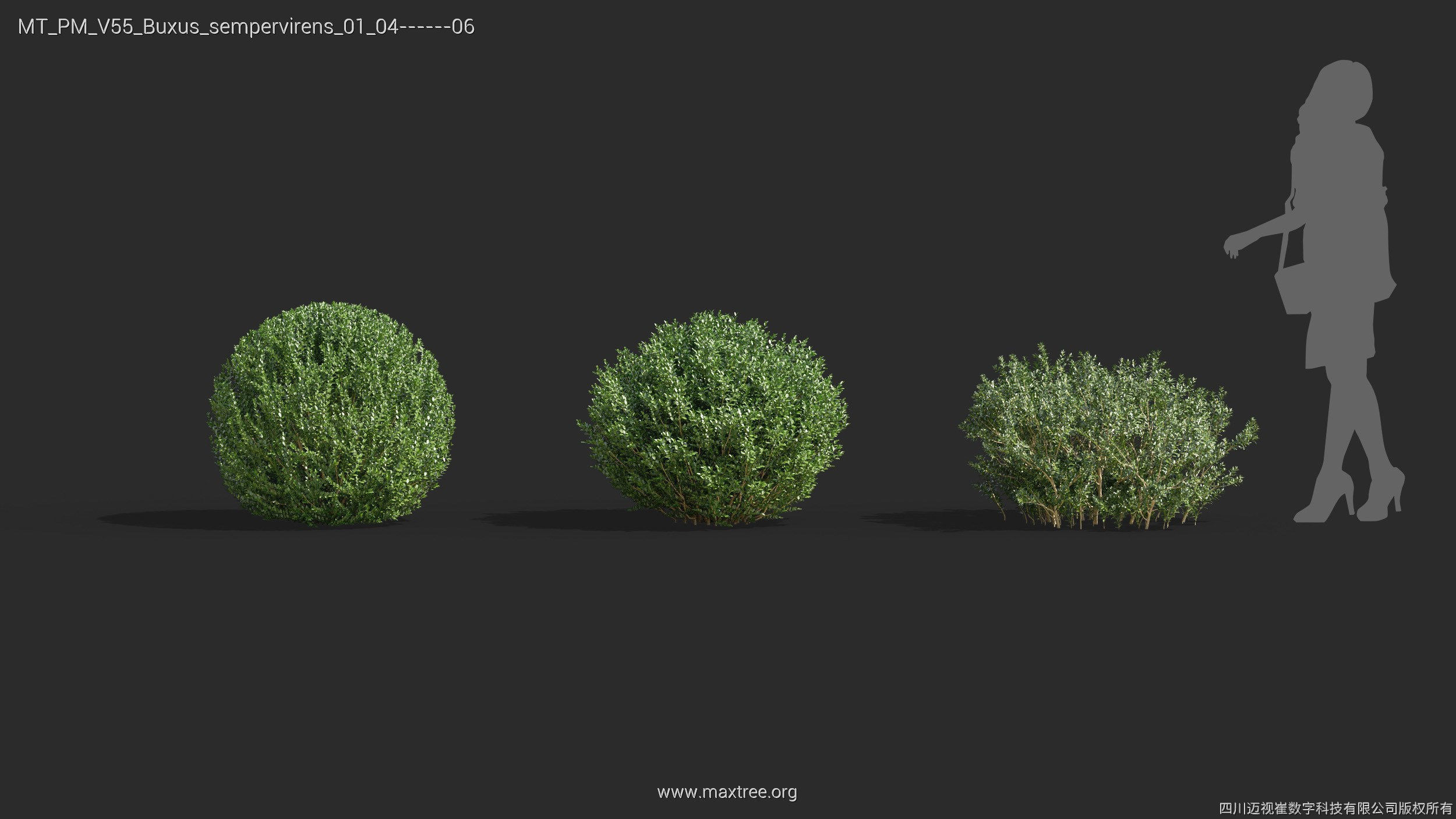 Maxtree Plant Models Vol 55 - Mesh 3D model_12