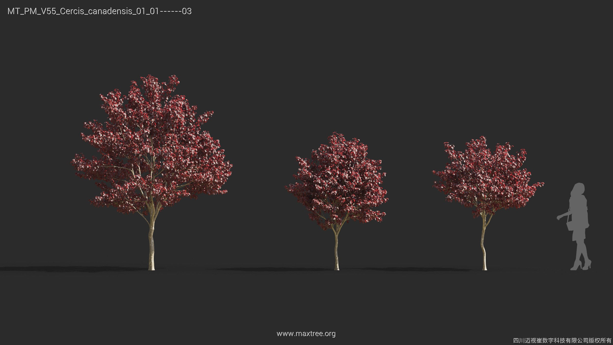 Maxtree Plant Models Vol 55 - Mesh 3D model_13