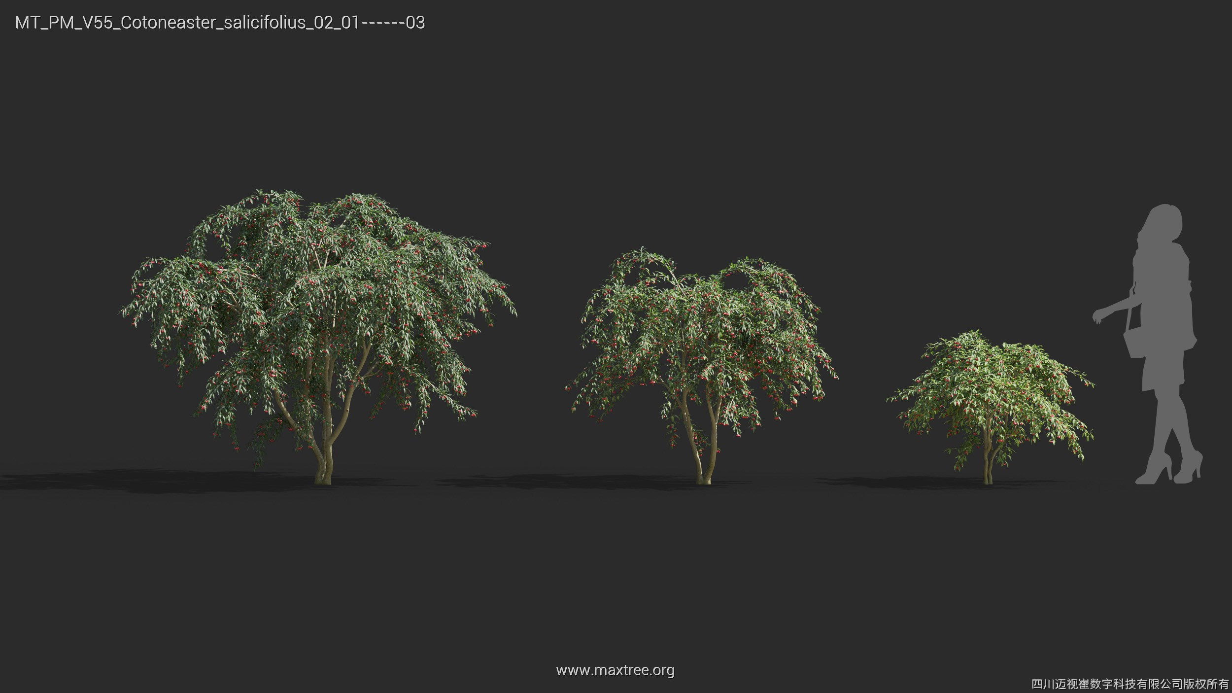 Maxtree Plant Models Vol 55 - Mesh 3D model_19