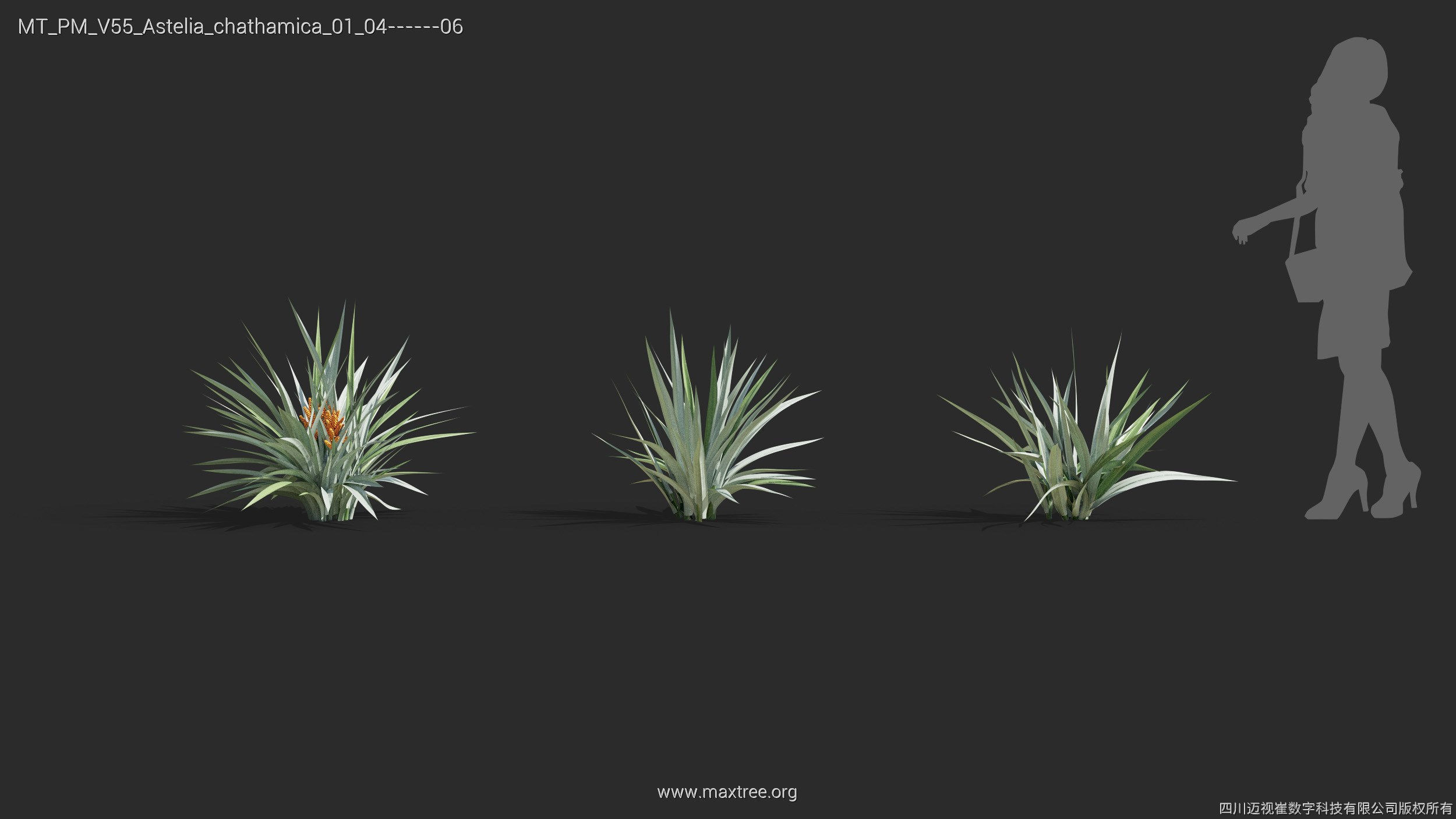 Maxtree Plant Models Vol 55 - Mesh 3D model_10