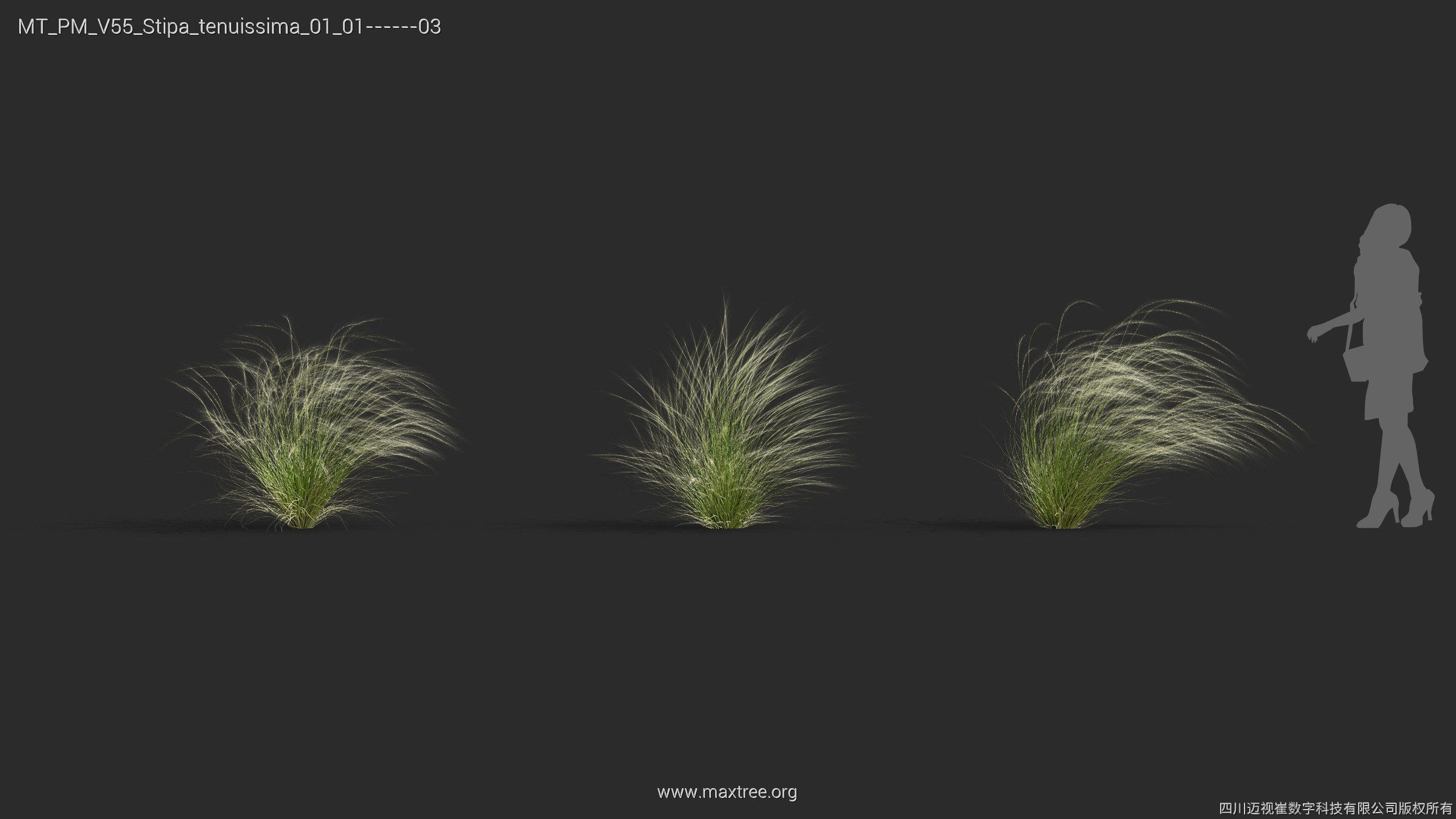 Maxtree Plant Models Vol 55 - Mesh 3D model_31