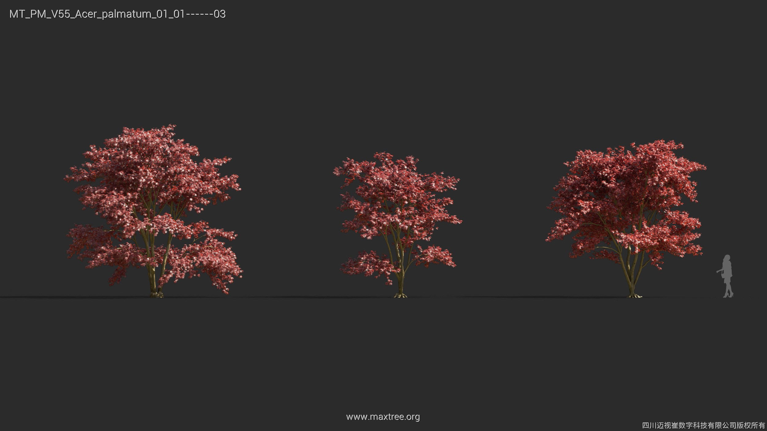 Maxtree Plant Models Vol 55 - Mesh 3D model_7