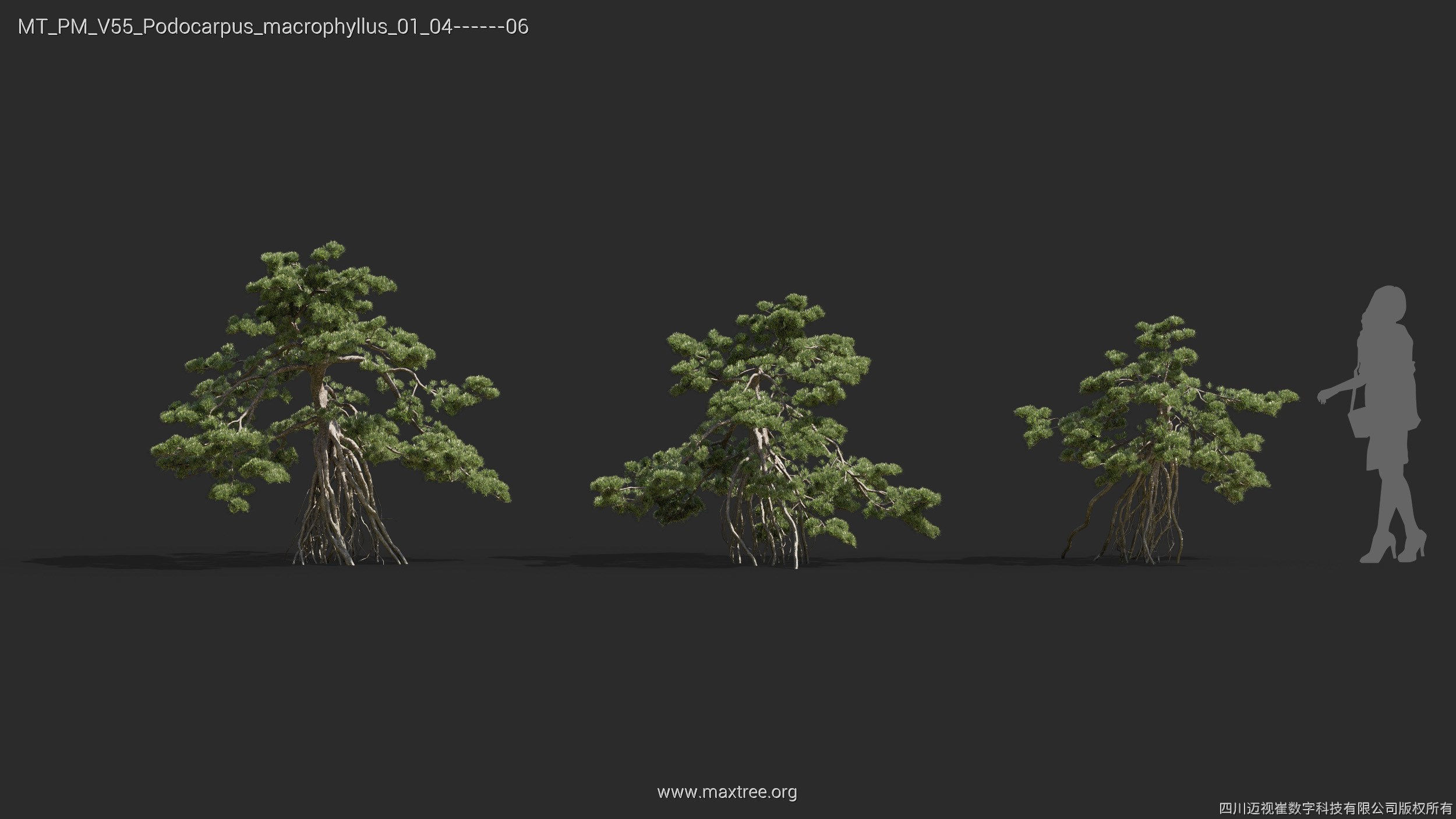 Maxtree Plant Models Vol 55 - Mesh 3D model_26