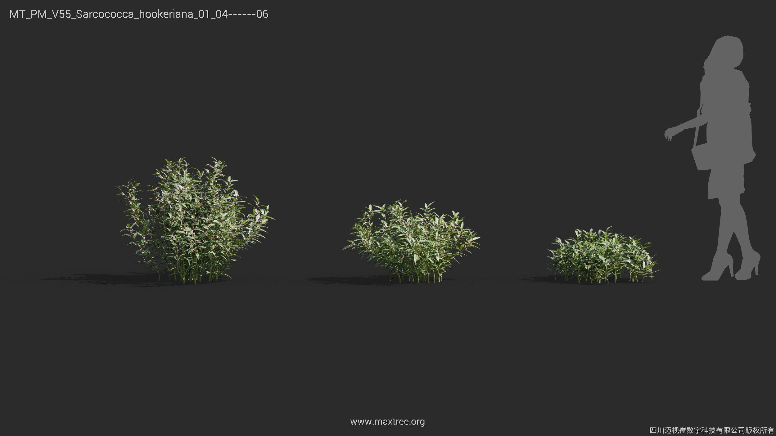 Maxtree Plant Models Vol 55 - Mesh 3D model_30