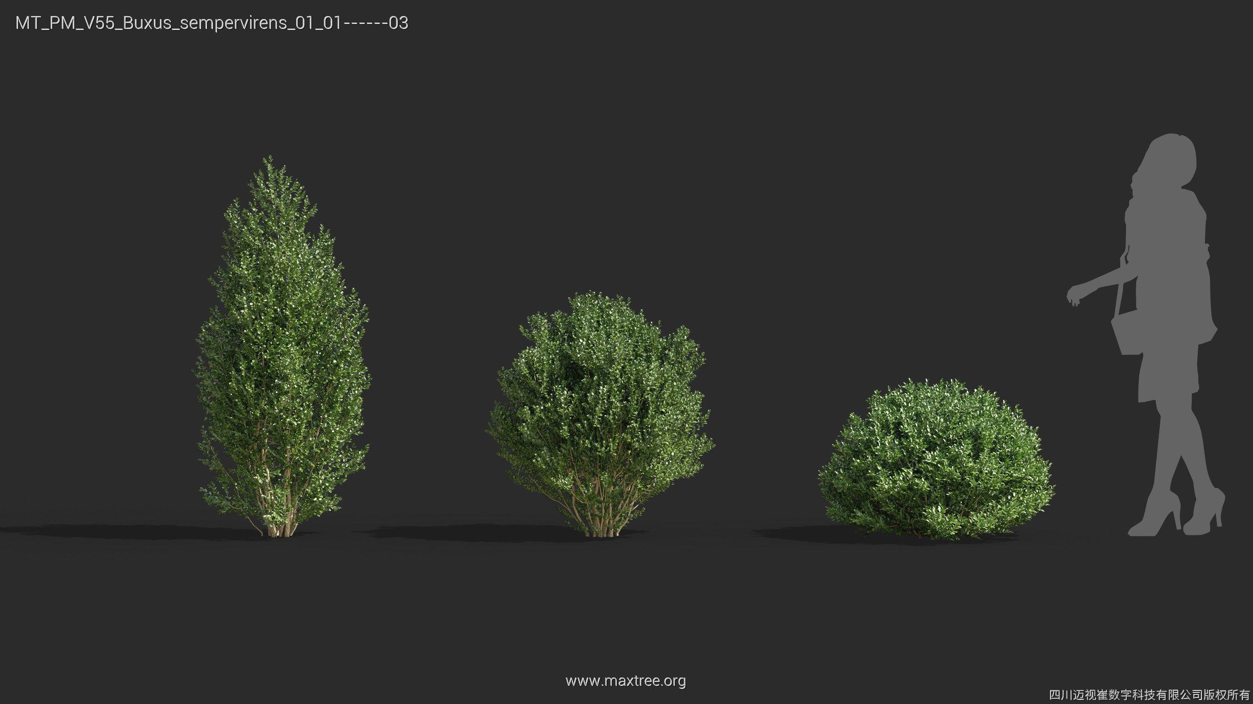 Maxtree Plant Models Vol 55 - Mesh 3D model_11