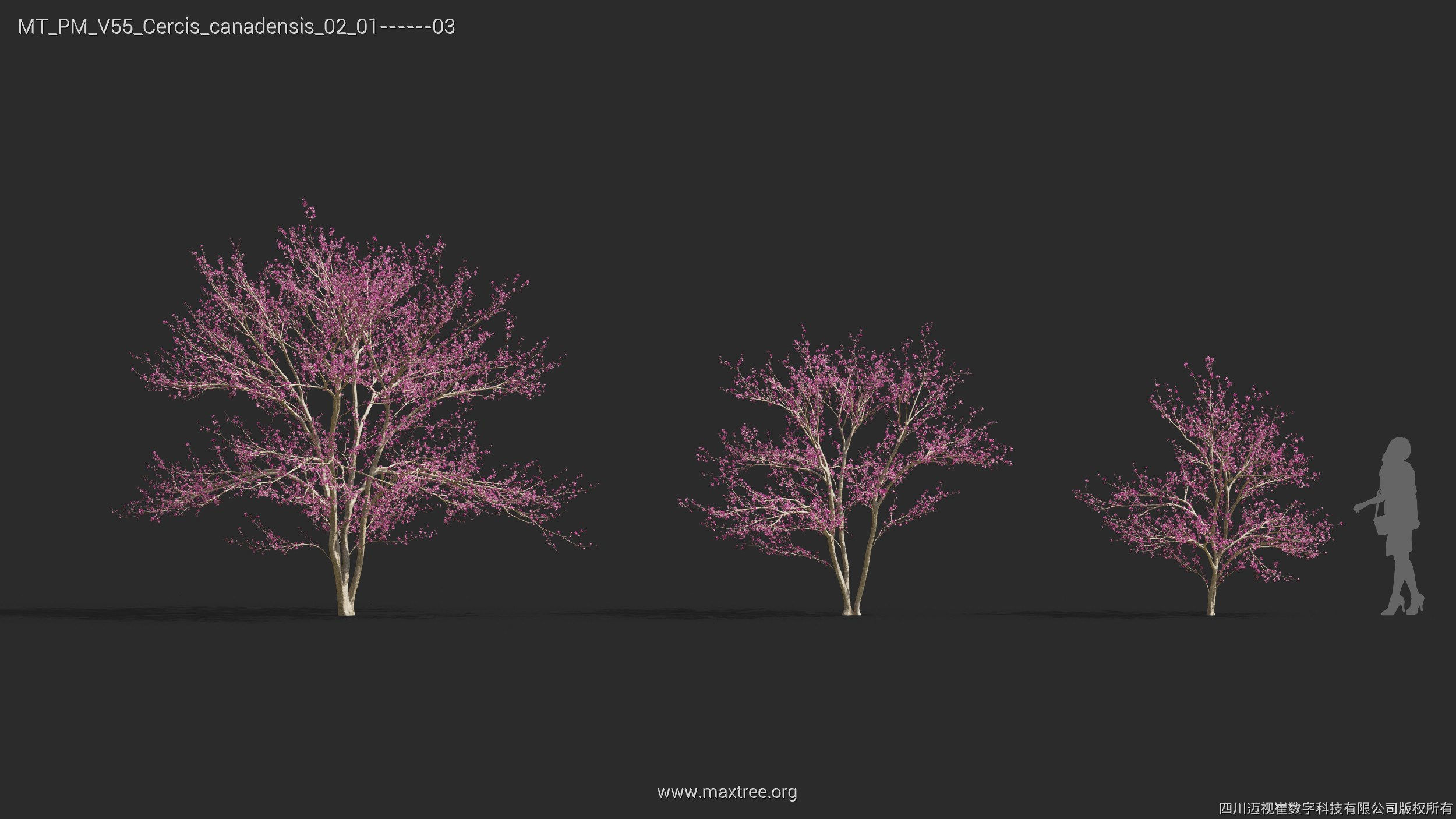 Maxtree Plant Models Vol 55 - Mesh 3D model_15