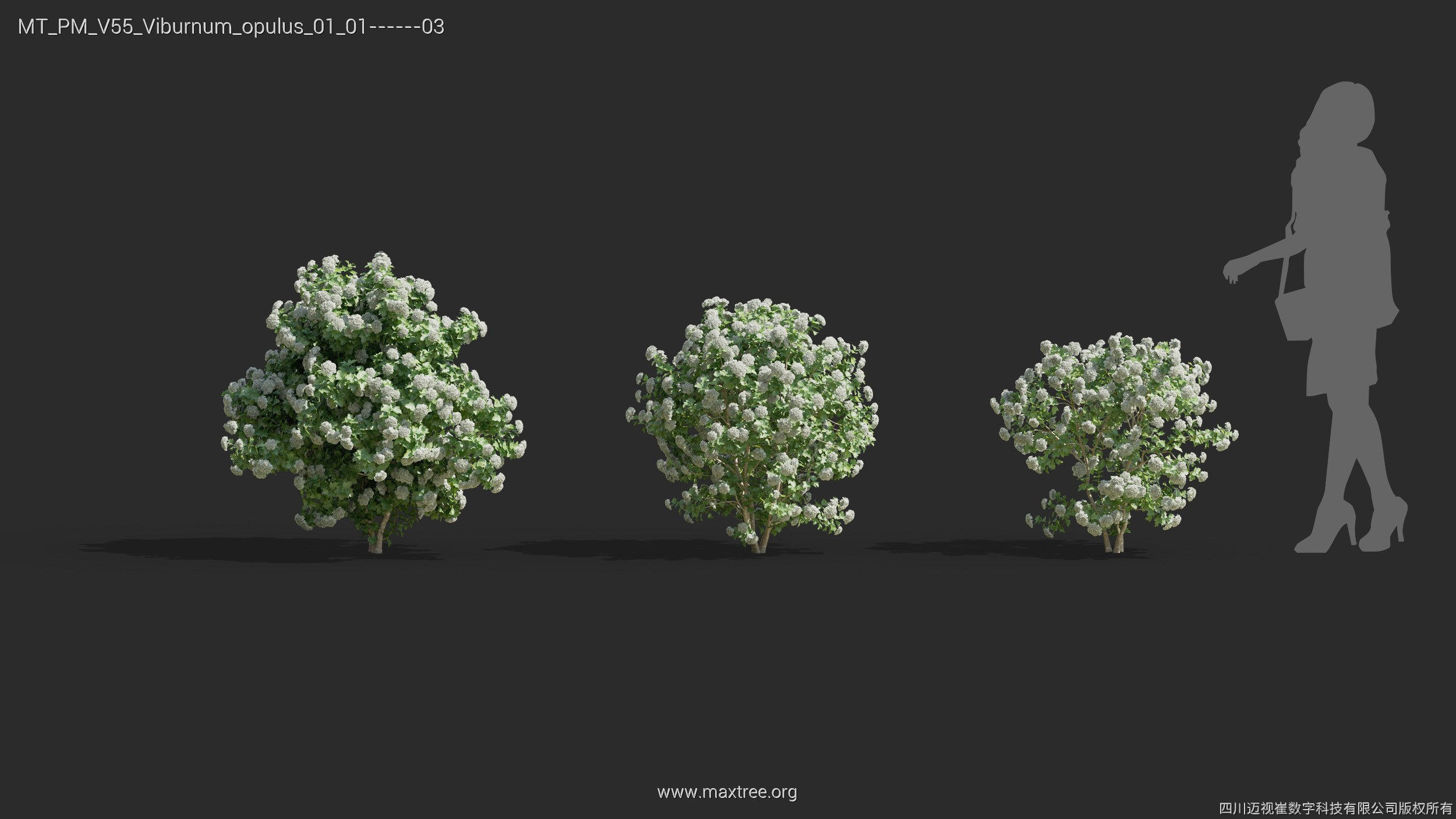 Maxtree Plant Models Vol 55 - Mesh 3D model_33