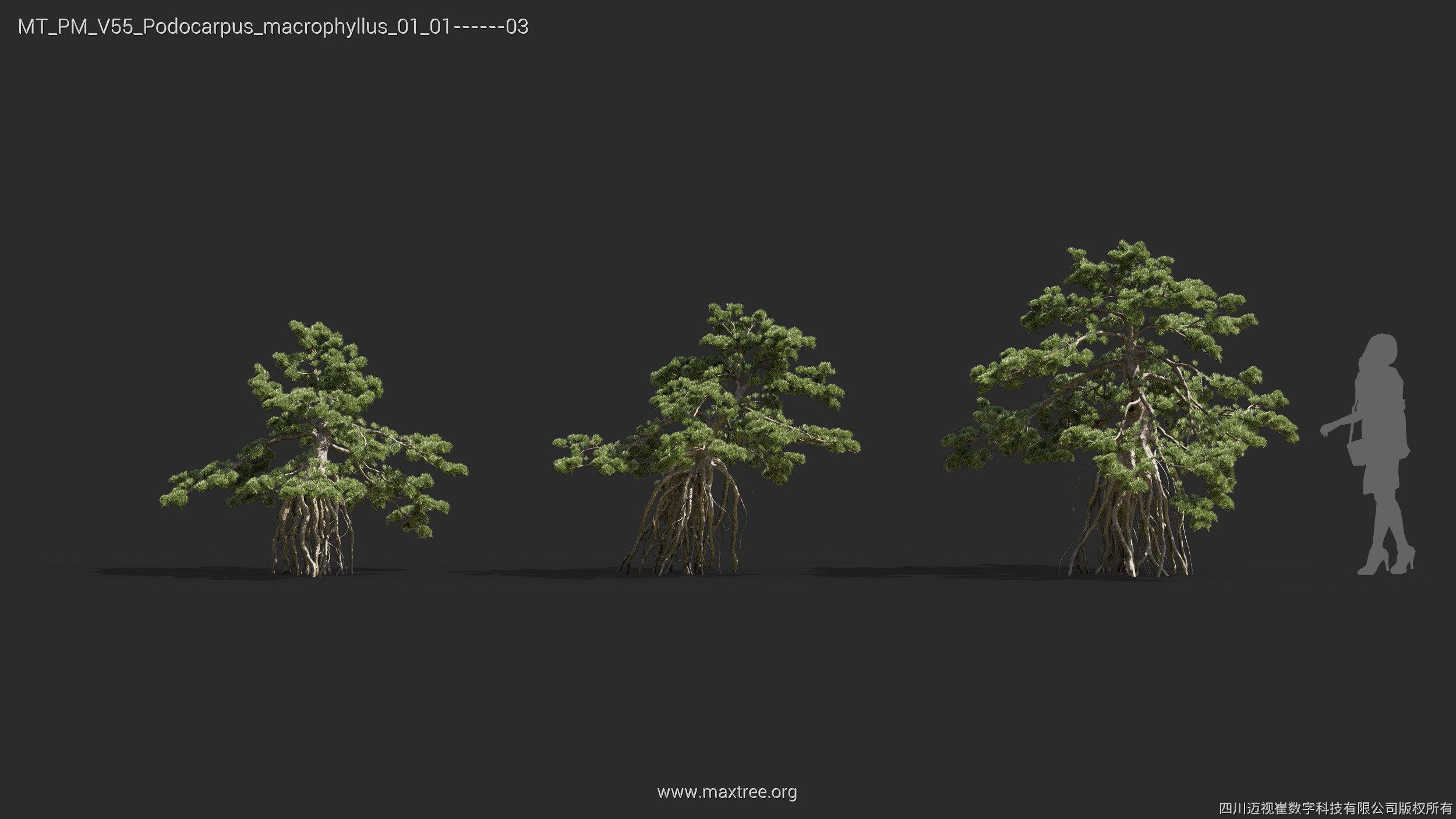 Maxtree Plant Models Vol 55 - Mesh 3D model_25