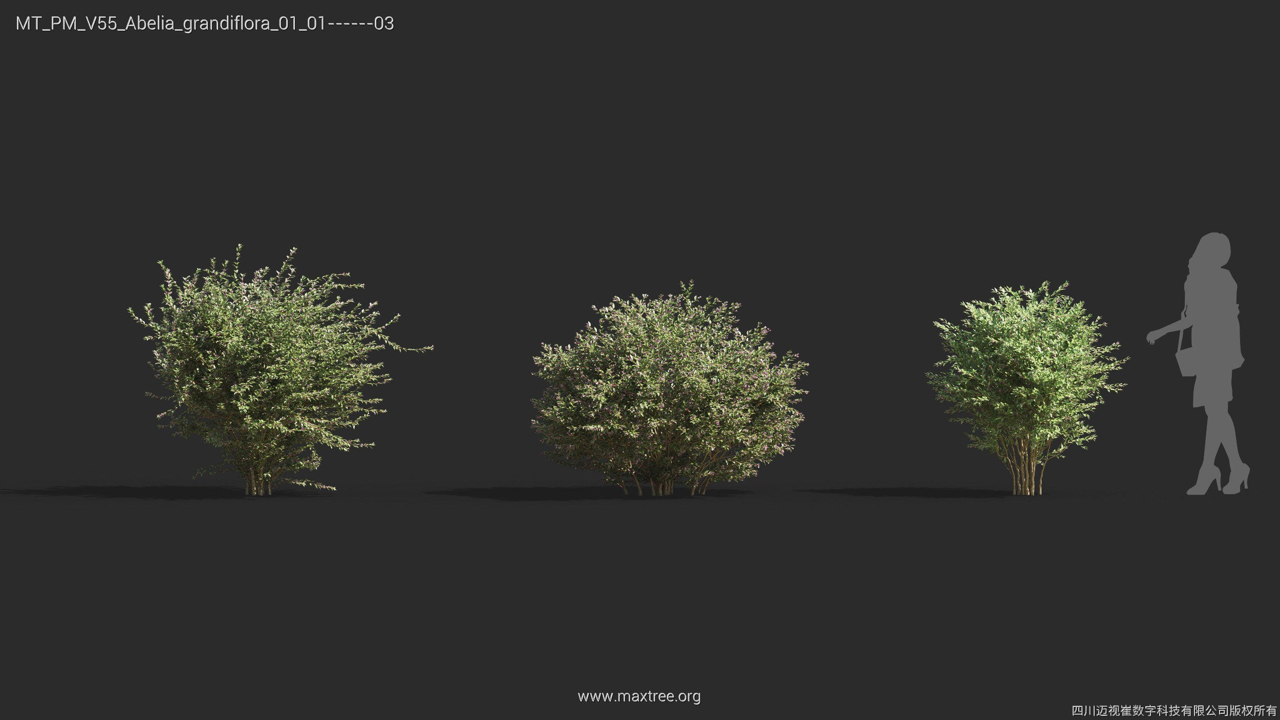 Maxtree Plant Models Vol 55 - Mesh 3D model_5