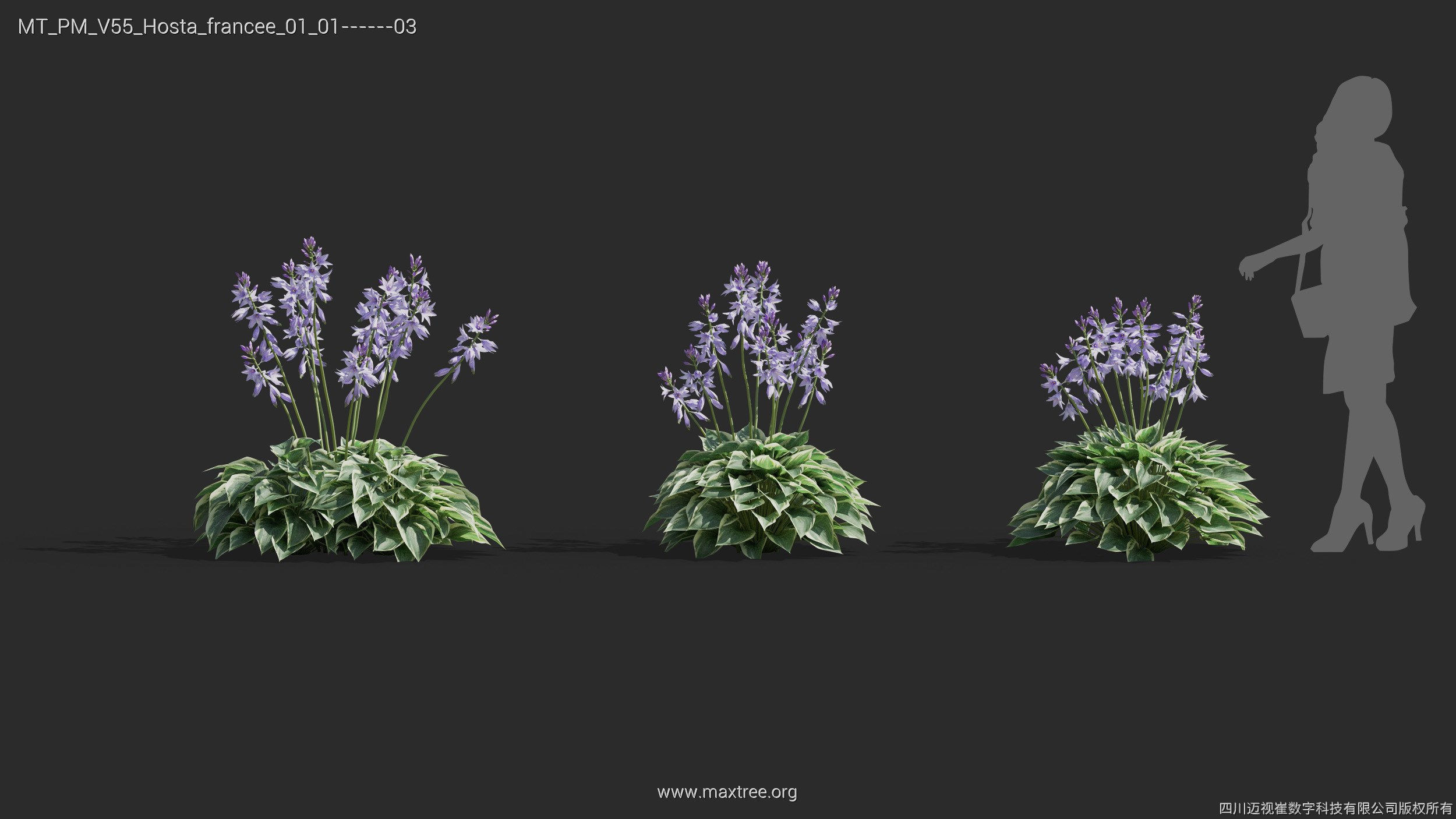 Maxtree Plant Models Vol 55 - Mesh 3D model_21