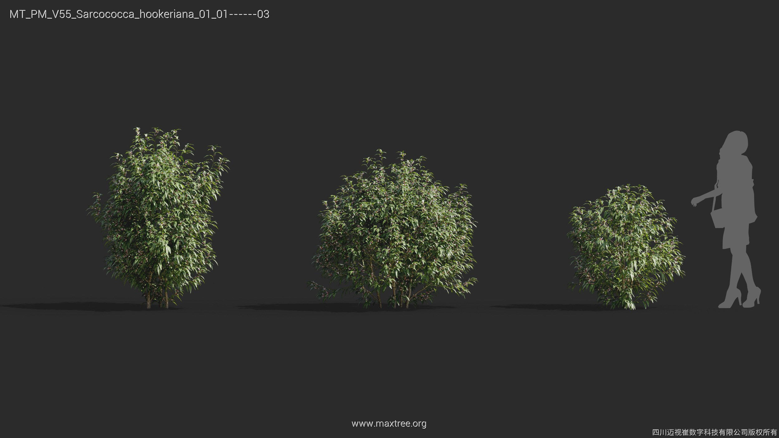 Maxtree Plant Models Vol 55 - Mesh 3D model_29