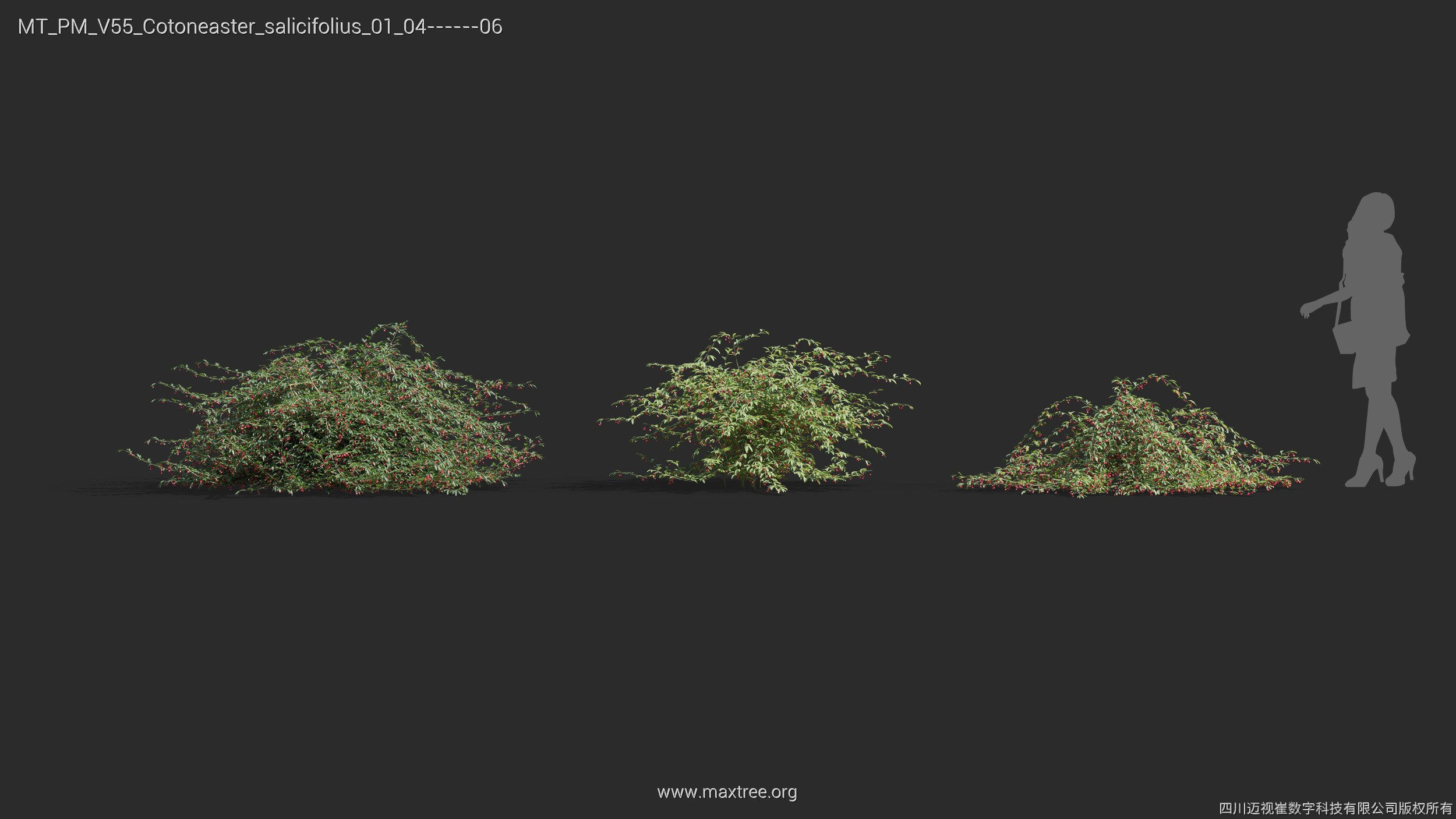 Maxtree Plant Models Vol 55 - Mesh 3D model_18