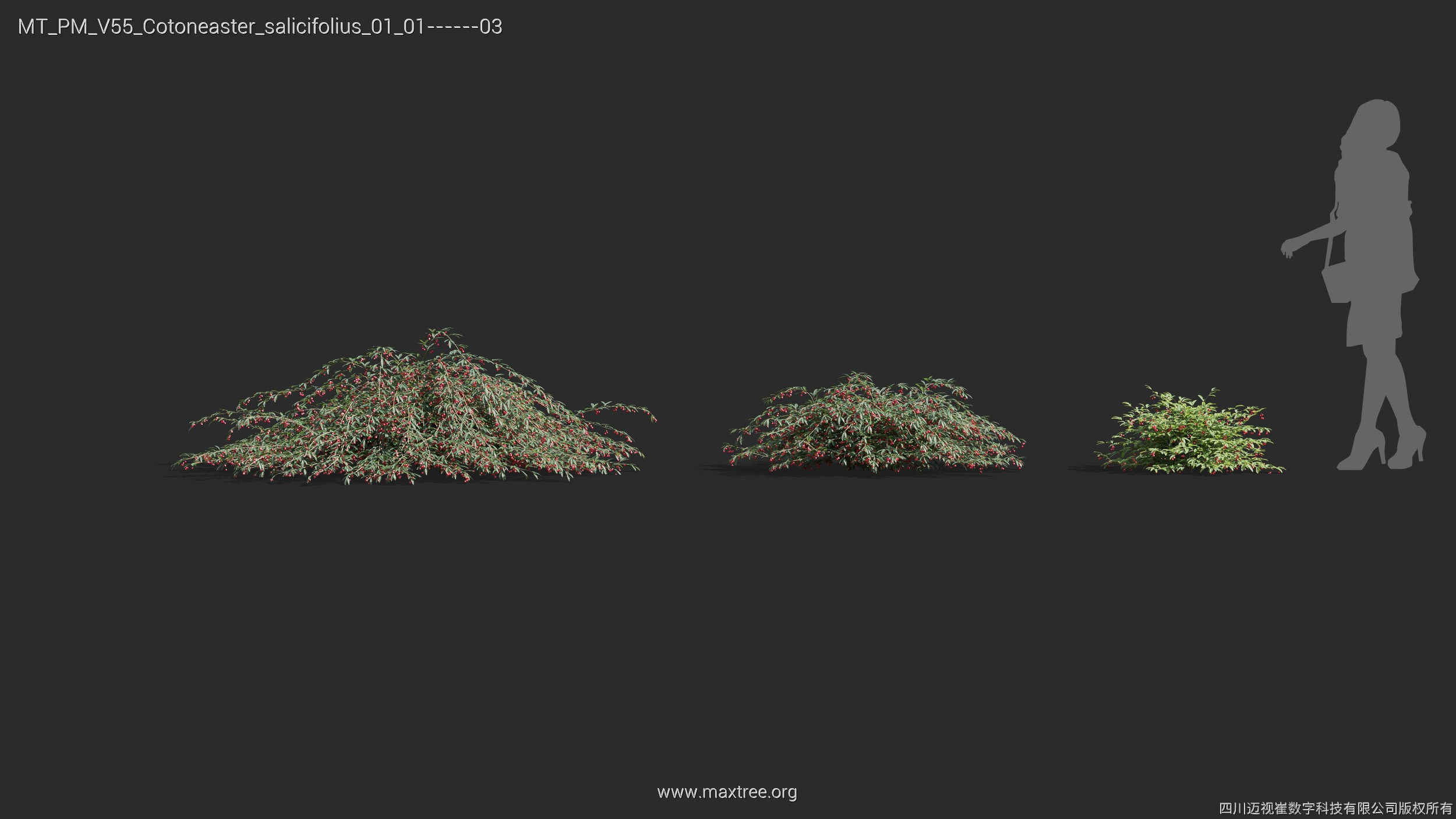 Maxtree Plant Models Vol 55 - Mesh 3D model_17