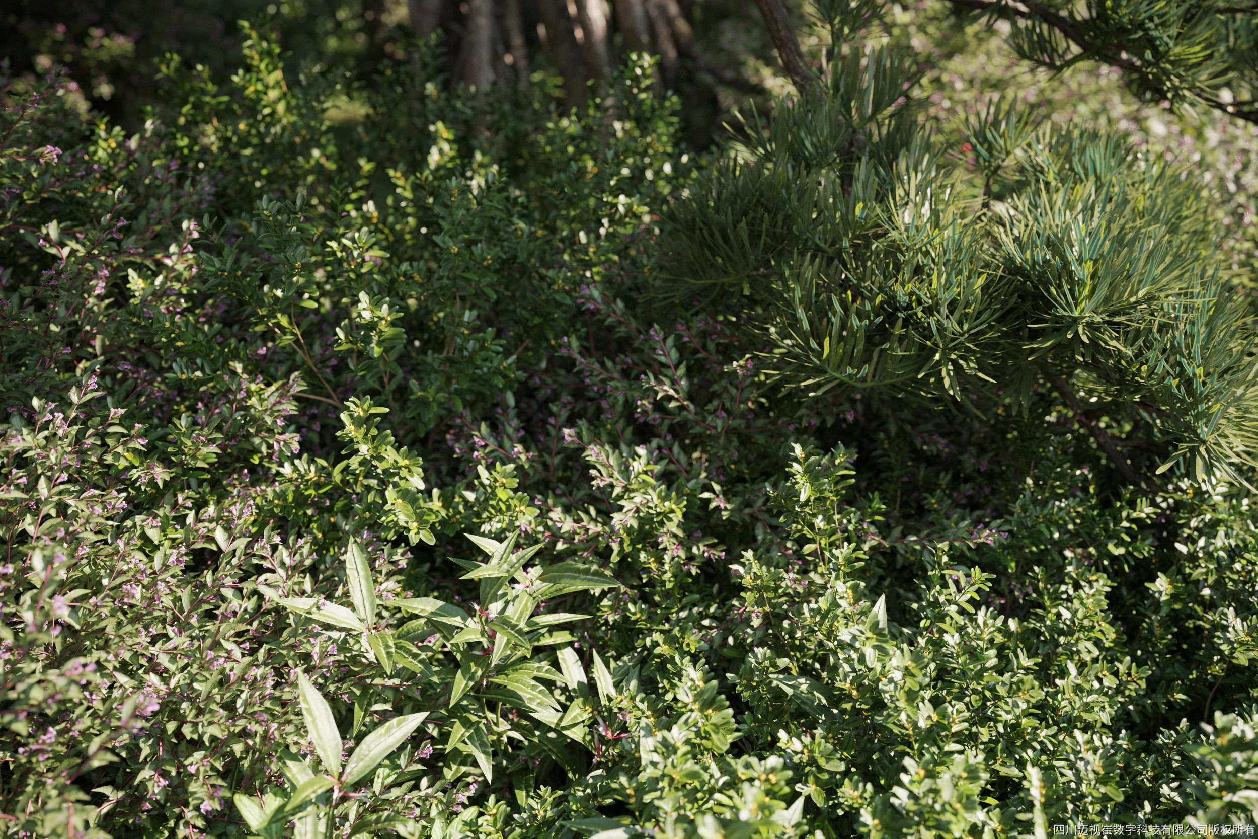 Maxtree Plant Models Vol 55 - Mesh 3D model_1