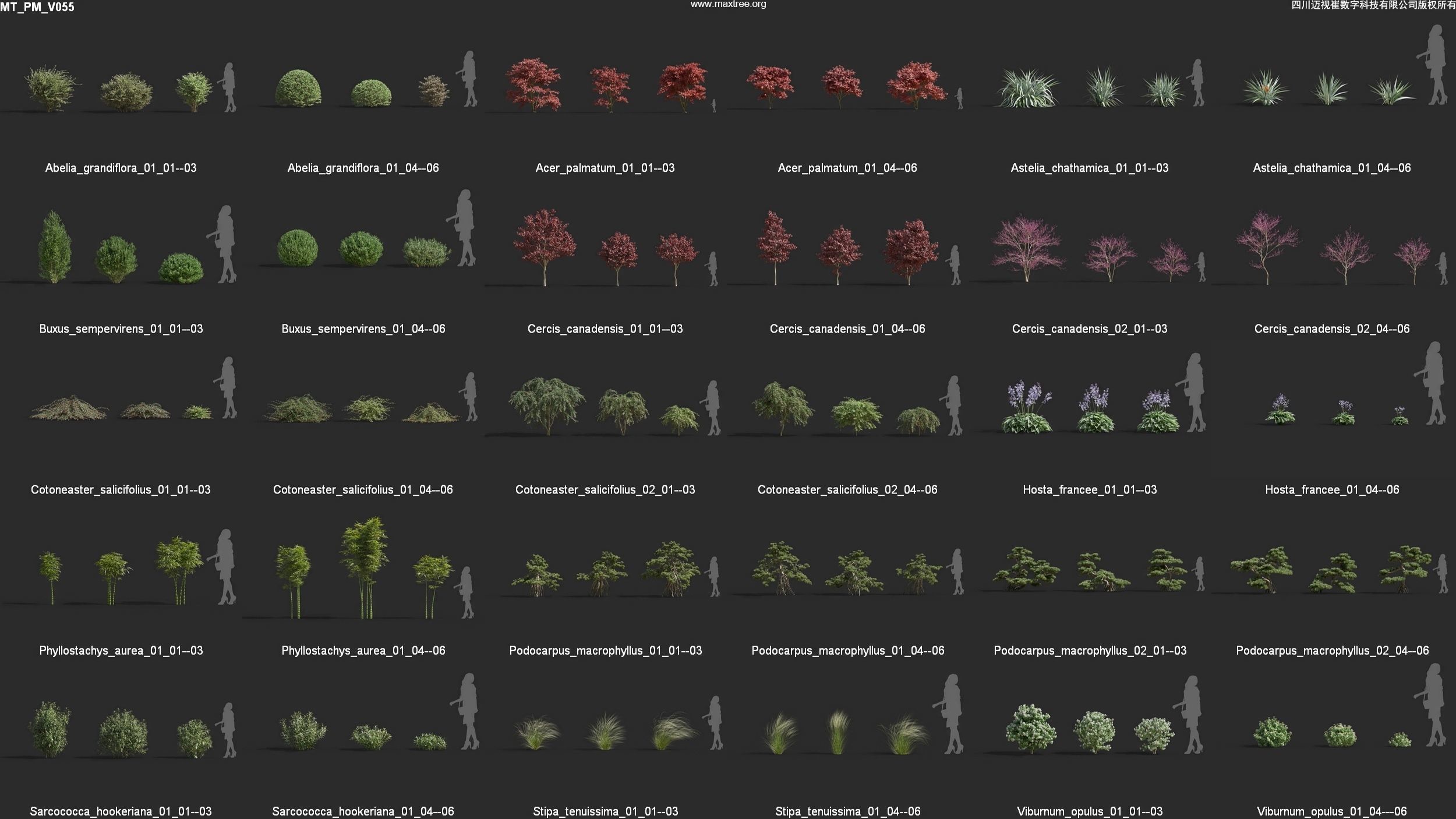 Maxtree Plant Models Vol 55 - Mesh 3D model_4