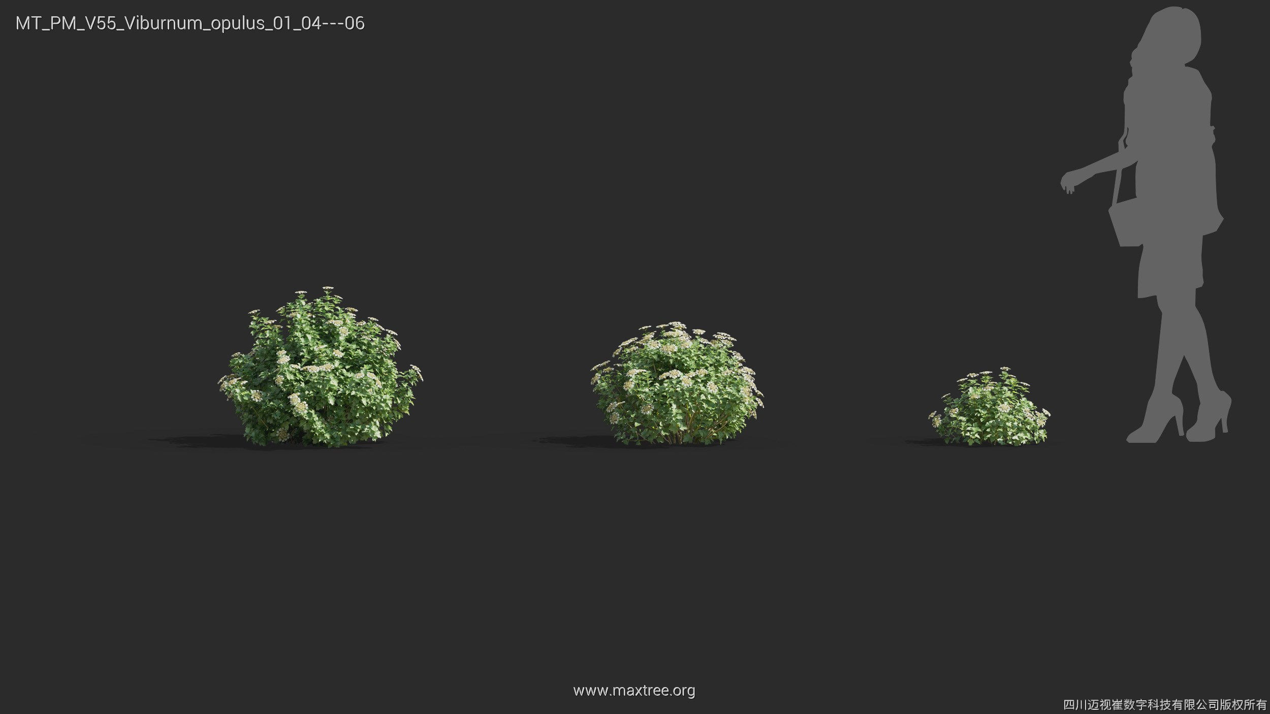 Maxtree Plant Models Vol 55 - Mesh 3D model_34