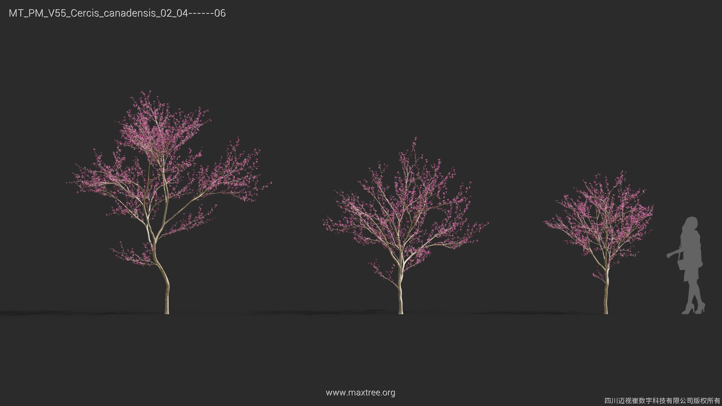 Maxtree Plant Models Vol 55 - Mesh 3D model_16