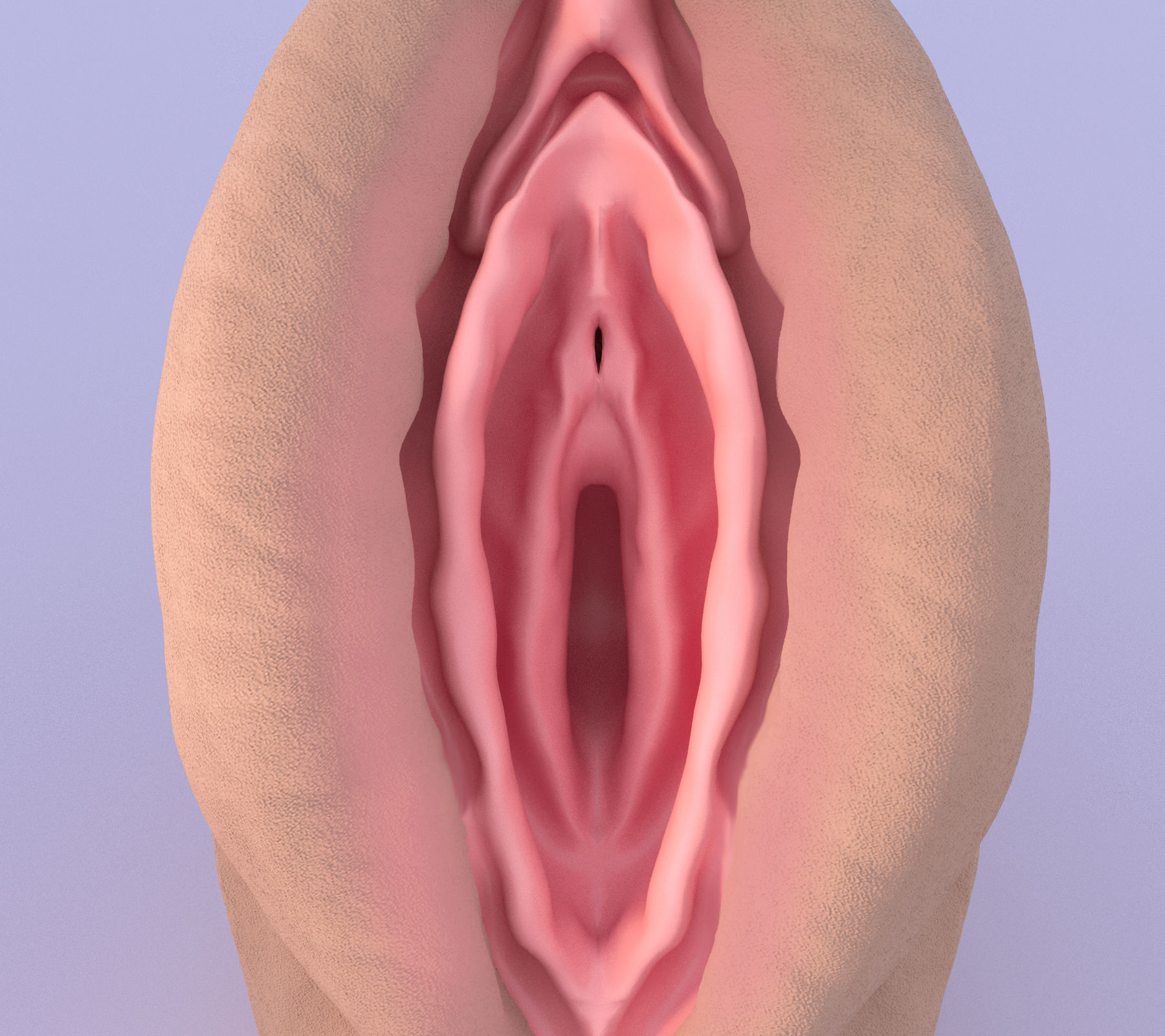 Vagina 3D model_1