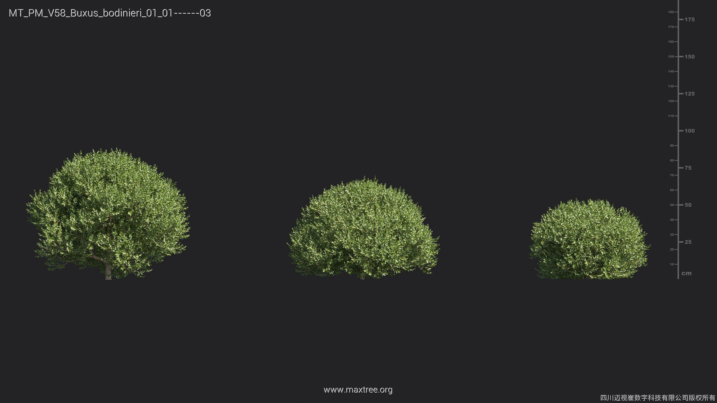 Maxtree Plant Models Vol 58 - Mesh 3D model_8