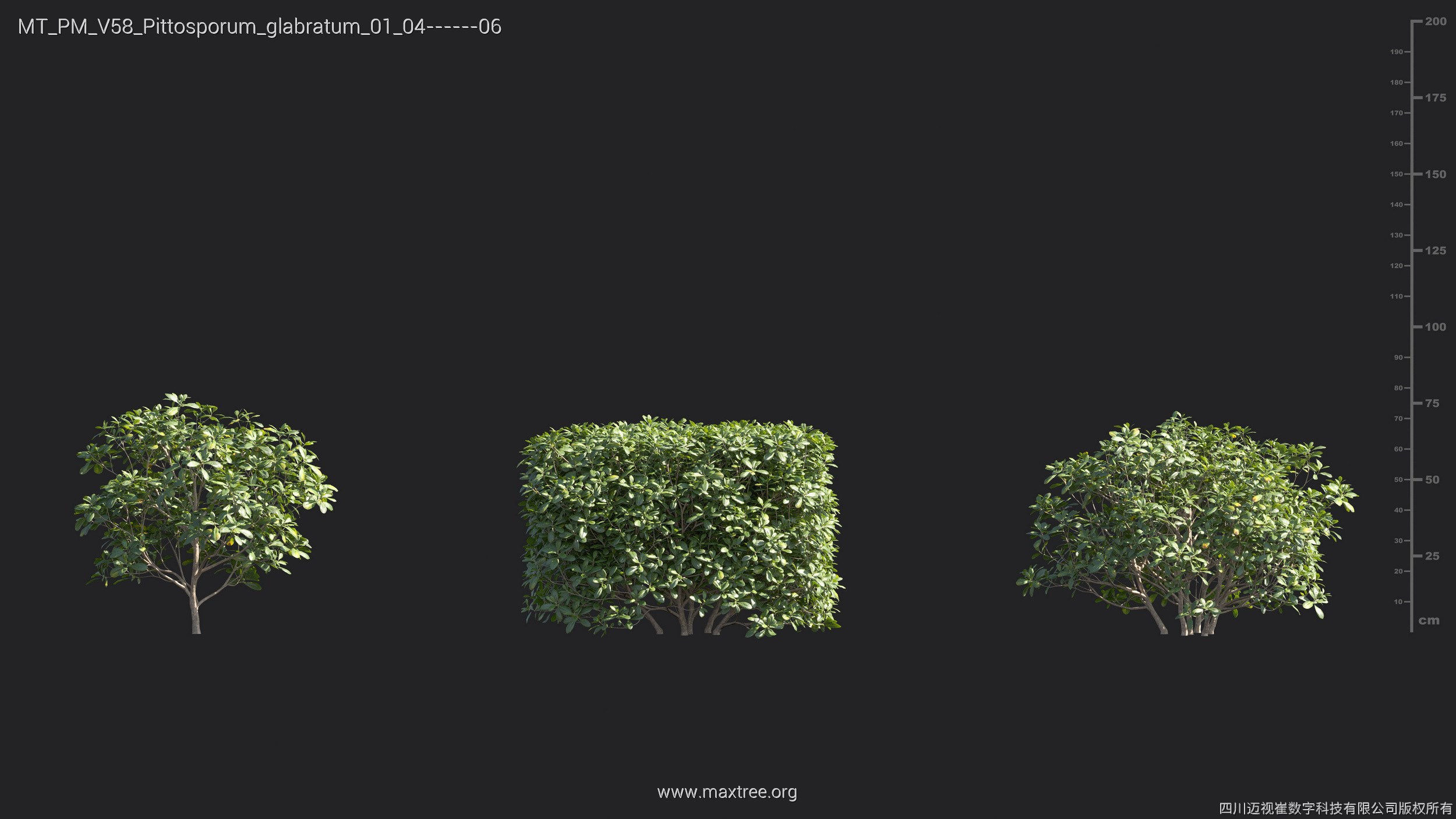 Maxtree Plant Models Vol 58 - Mesh 3D model_23