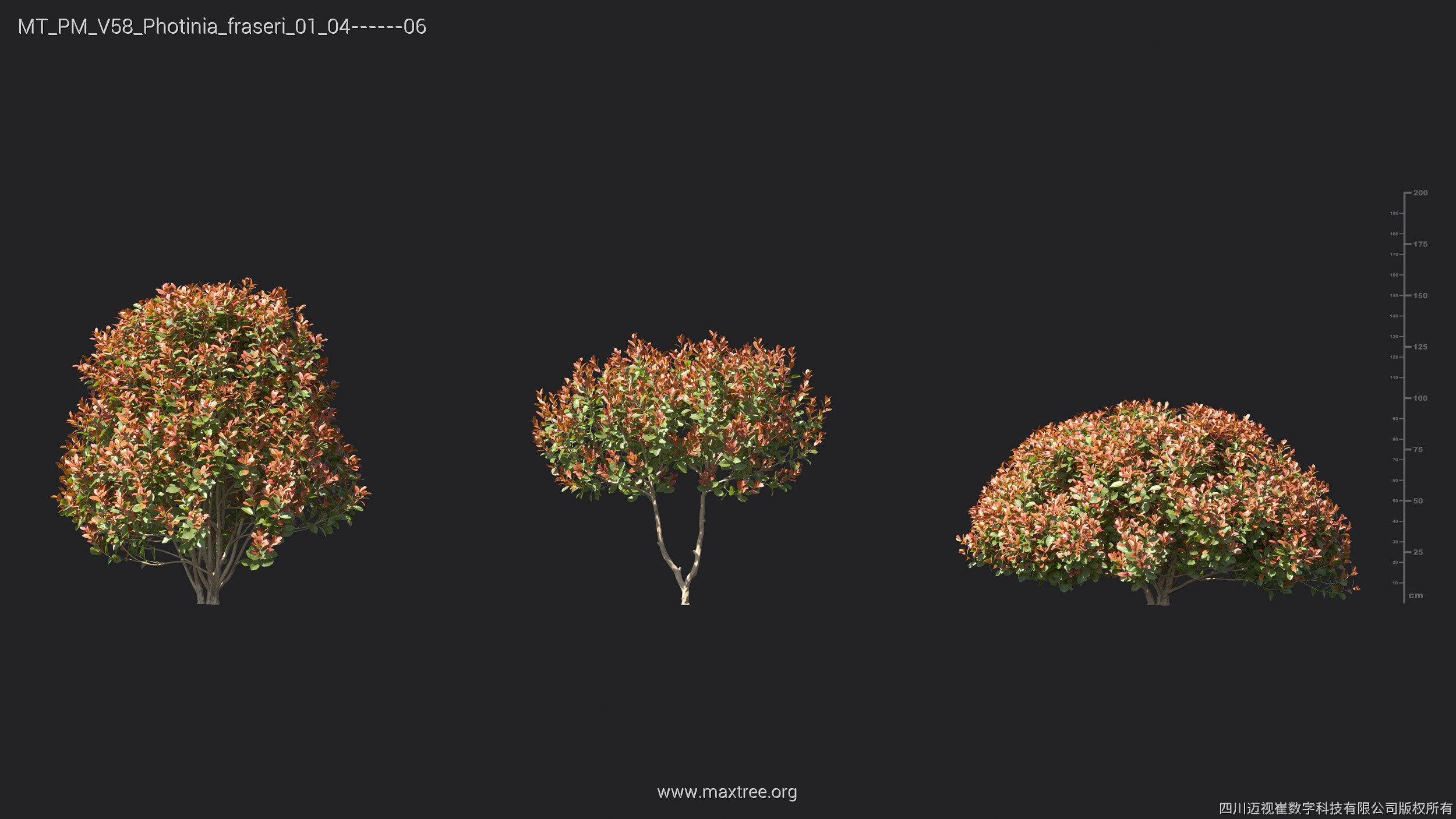 Maxtree Plant Models Vol 58 - Mesh 3D model_21