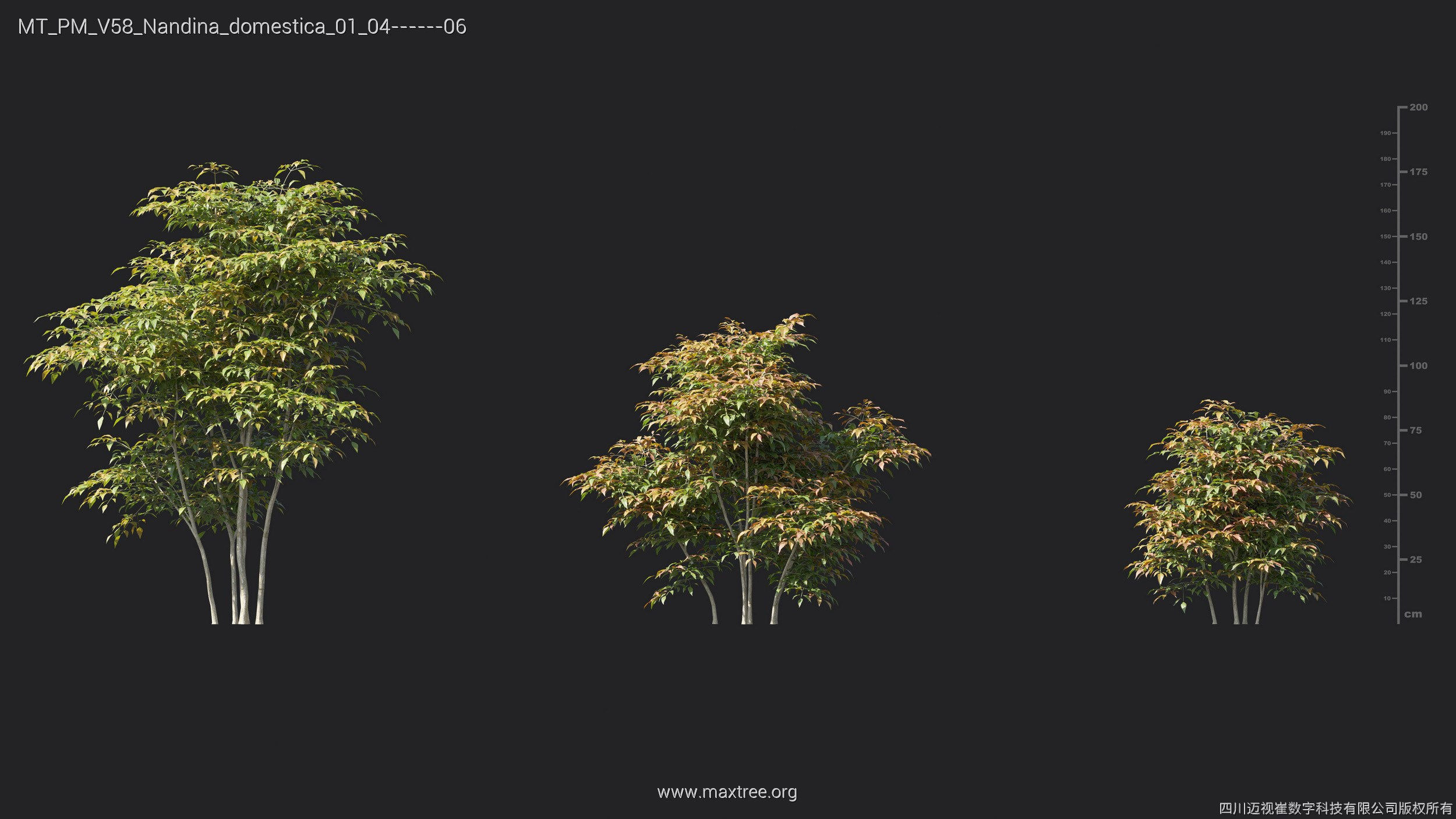 Maxtree Plant Models Vol 58 - Mesh 3D model_17
