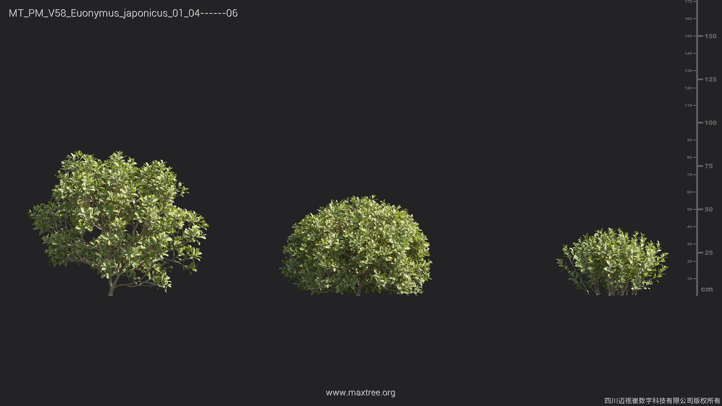 Maxtree Plant Models Vol 58 - Mesh 3D model_13