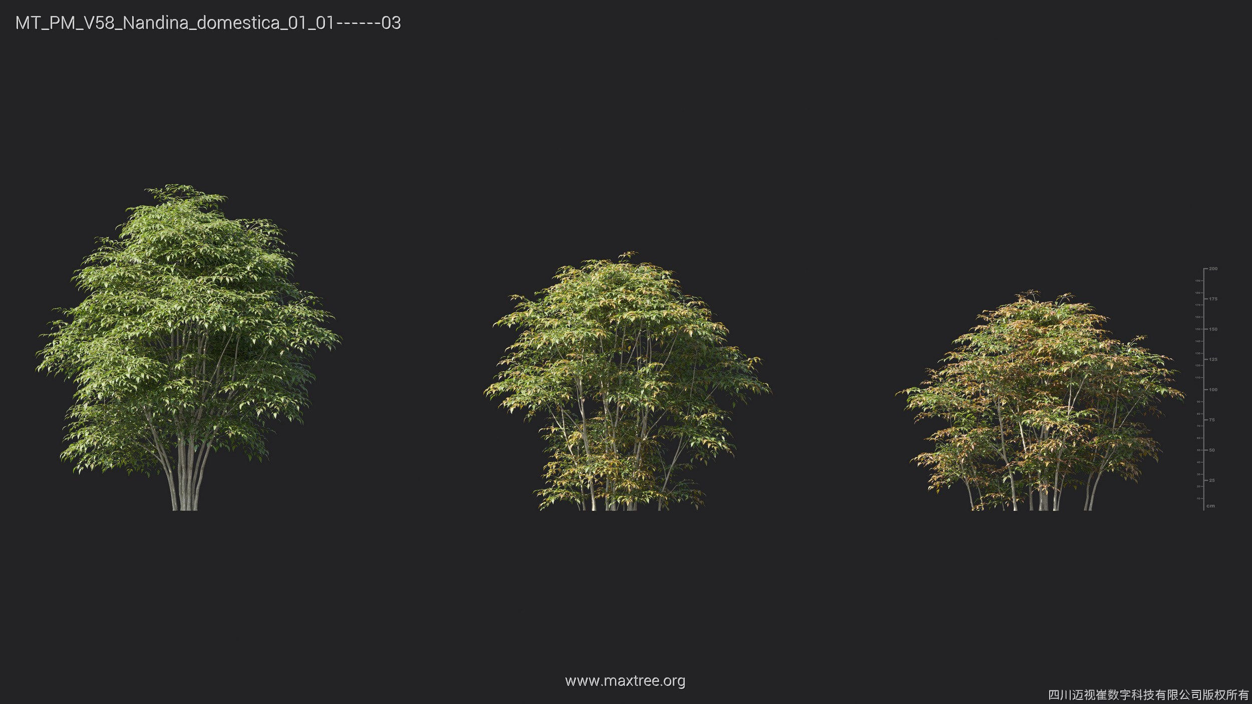 Maxtree Plant Models Vol 58 - Mesh 3D model_16