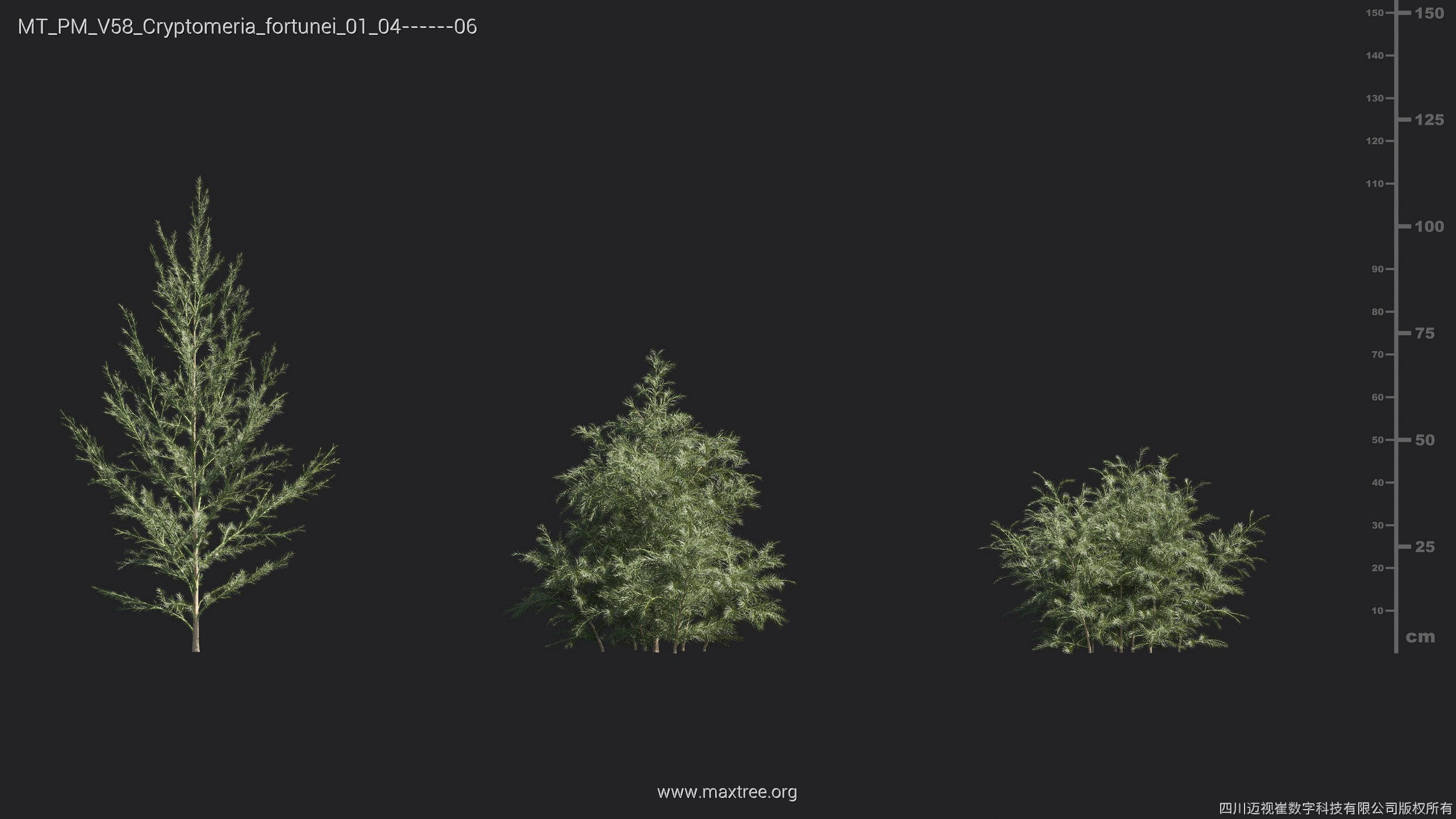Maxtree Plant Models Vol 58 - Mesh 3D model_11
